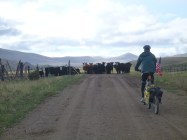 Wonder what these cows are hiding?